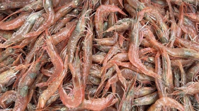 Karides, dil ve pisi balığı av yasağı sona erdi! Tekirdağ&#039;da balıkçılar mesaiye başladı