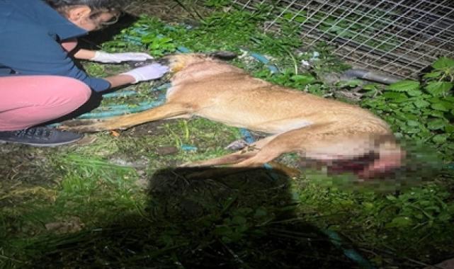 4 köpek ile 3 kediyi zehirleyerek öldüren şüpheli yakalandı