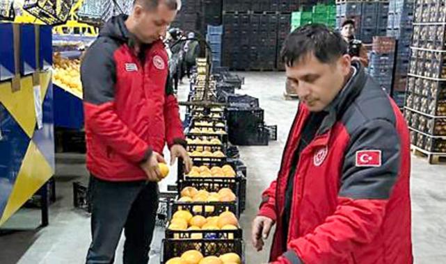 Muğla’da yetişen portakallar Ukrayna ve Polonya’ya gidiyor