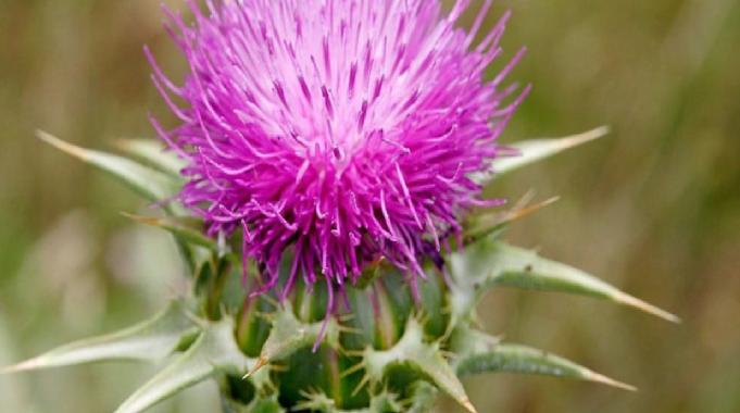 Organların mucizesi: Deve dikeninin inanılmaz faydaları! Karaciğer, beyin, mide...