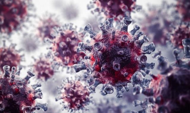 Prof. Fındık: X virüsü laboratuvar üretimi bir virüs