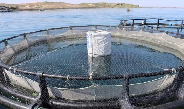 Şanlıurfa'da yetişen balıklar ihracata gidiyor