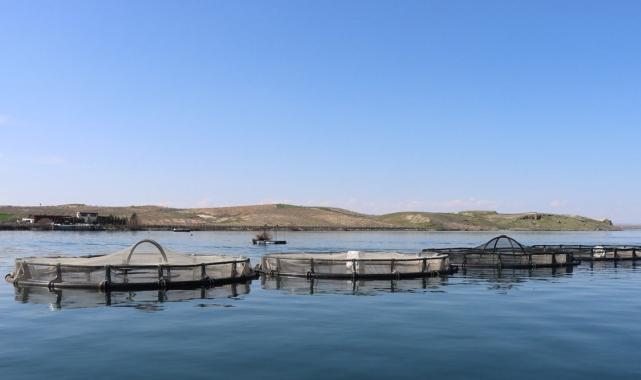 Şanlıurfa'da yetişen balıklar ihracata gidiyor