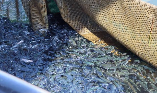 Şanlıurfa'da yetişen balıklar ihracata gidiyor