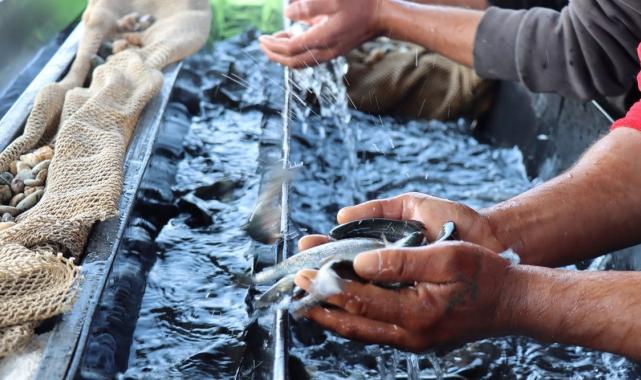 Şanlıurfa'da yetişen balıklar ihracata gidiyor