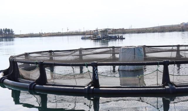 Şanlıurfa'da yetişen balıklar ihracata gidiyor