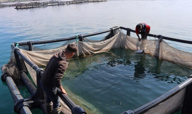 Şanlıurfa'da yetişen balıklar ihracata gidiyor