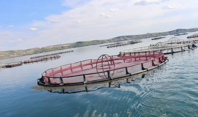 Şanlıurfa'da yetişen balıklar ihracata gidiyor