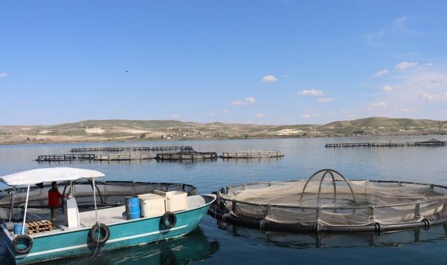 Şanlıurfa'da yetişen balıklar ihracata gidiyor