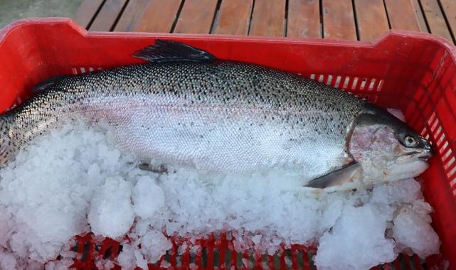 Şanlıurfa'da yetişen balıklar ihracata gidiyor