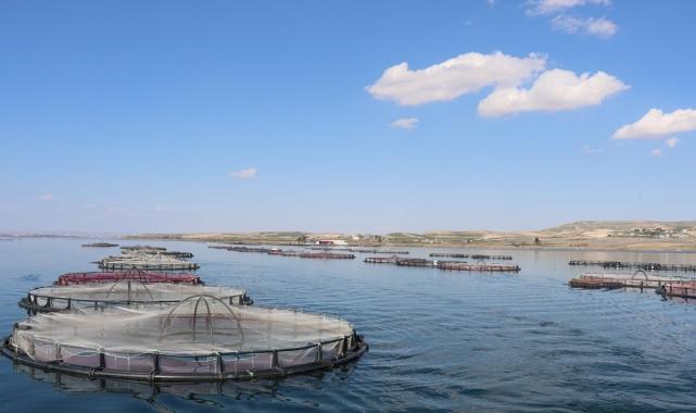 Şanlıurfa'da yetişen balıklar ihracata gidiyor