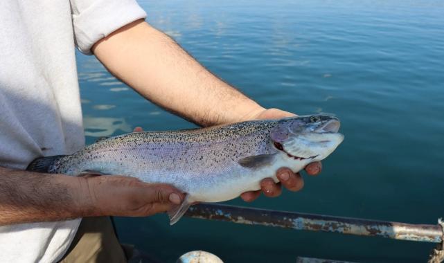 Şanlıurfa'da yetişen balıklar ihracata gidiyor