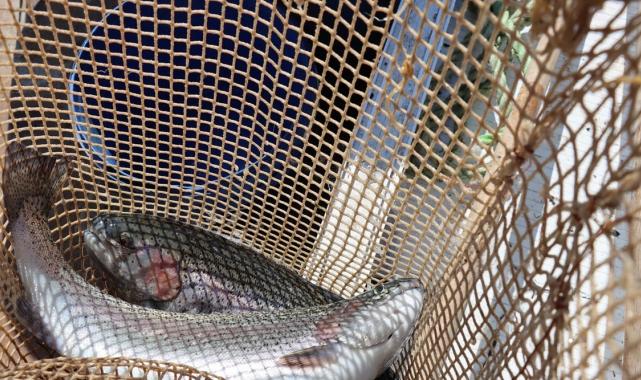 Şanlıurfa'da yetişen balıklar ihracata gidiyor