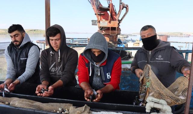 Şanlıurfa'da yetişen balıklar ihracata gidiyor