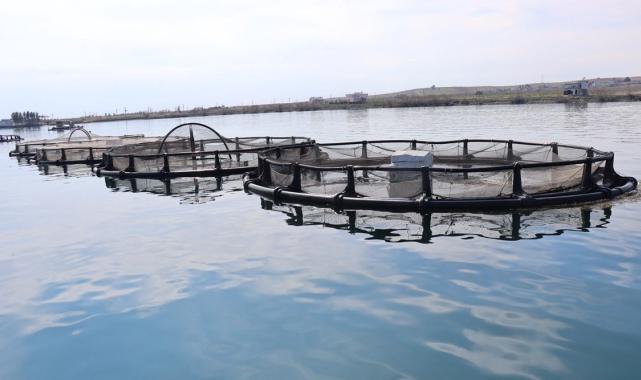 Şanlıurfa'da yetişen balıklar ihracata gidiyor