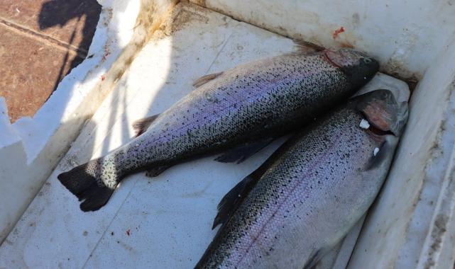Şanlıurfa'da yetişen balıklar ihracata gidiyor