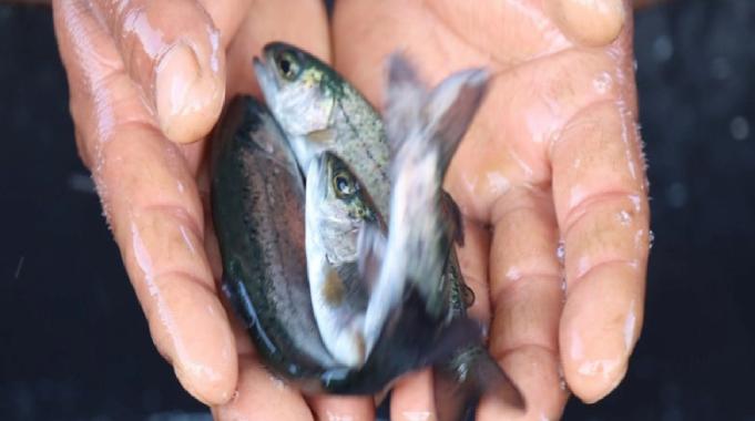 Şanlıurfa&#039;da yetişen balıklar ihracata gidiyor
