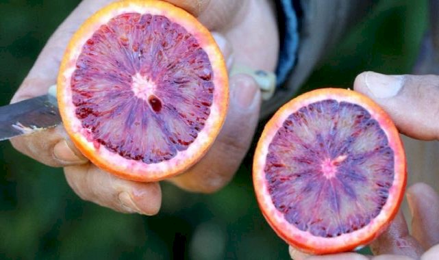 Adana'da kan portakalı üretimi arttı! Yurt içinden çok yurt dışından rağbet görüyor