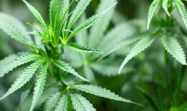 Almanya'da koalisyon hükümeti esrarın sınırlı yasallaşması konusunda anlaştı