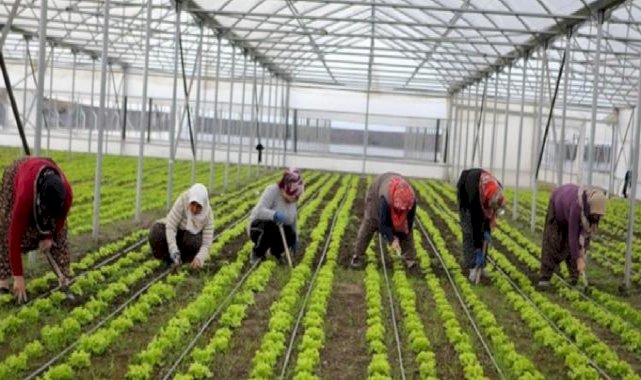 Batı Akdeniz'in sebze ihracatına seralar destek veriyor