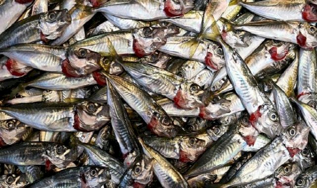 Bollaşınca fiyatı ucuzladı! Trabzon'da istavritin 3 kilogramı 100 lira