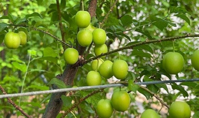 Bursa'da ilk erik hasadı: Fiyatı dudak uçuklattı