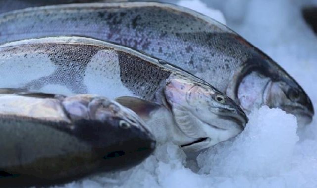 Doğu Karadeniz'in Türk somonu ihracatında miktarda yüzde 146, değerde 59 artış