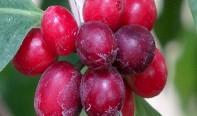 Hakiki Türk kahvesi geliyor! Mersinli üretici ilk ürünlerini aldı