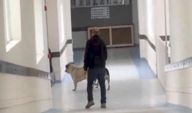 İzmir'de hastanenin içindeki sokak köpekleri görüntülendi
