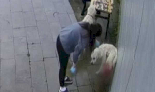 Kastamonu'da tüfekle vurulan köpek hastane bahçesine sığındı