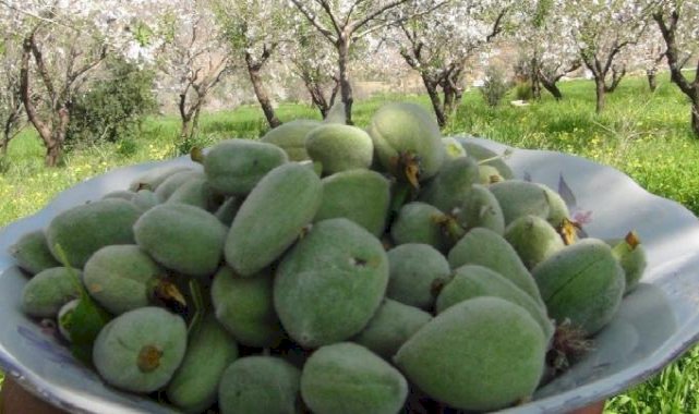 Kilosu 1.000 lira! İlk badem çağlası hasadı Mersin’de yapıldı