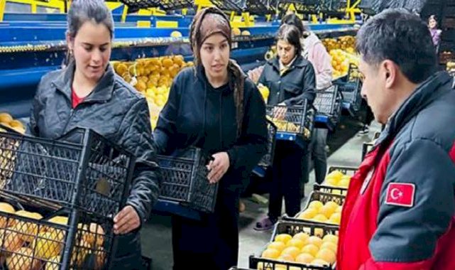 Muğla’da yetişen portakallar Ukrayna ve Polonya’ya gidiyor