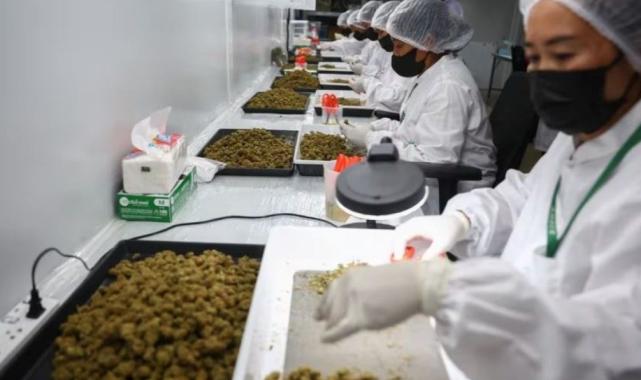 Tayland, esrarın eğlence amaçlı kullanımını yasaklayacak