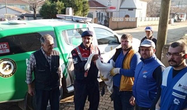 Uzunköprü’de yorgun düşen kuğu jandarma tarafından kurtarıldı