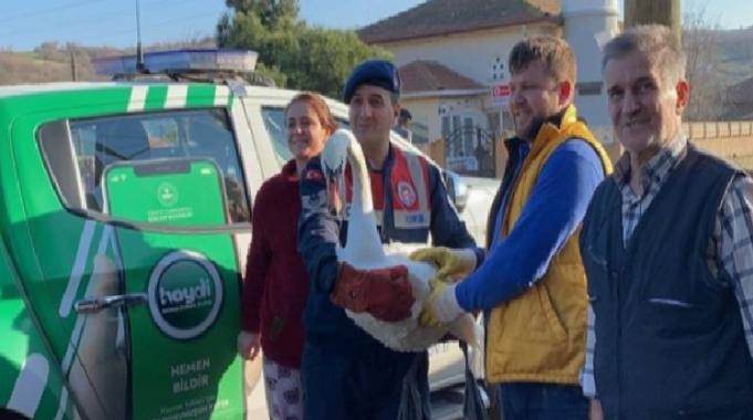 Uzunköprü’de yorgun düşen kuğu jandarma tarafından kurtarıldı