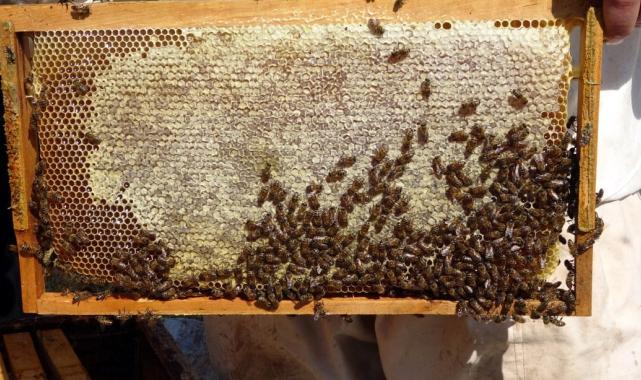 Yozgat'ta gezgin arıcılar nakliye gelirlerinin artmasından şikayetçi