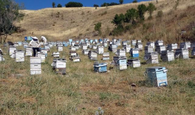 Yozgat'ta gezgin arıcılar nakliye gelirlerinin artmasından şikayetçi