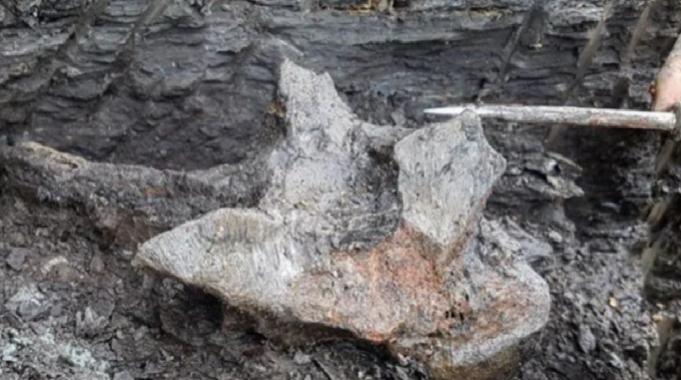 16 milyon yıl öncesine ait devasa Yunus kafatası keşfedildi