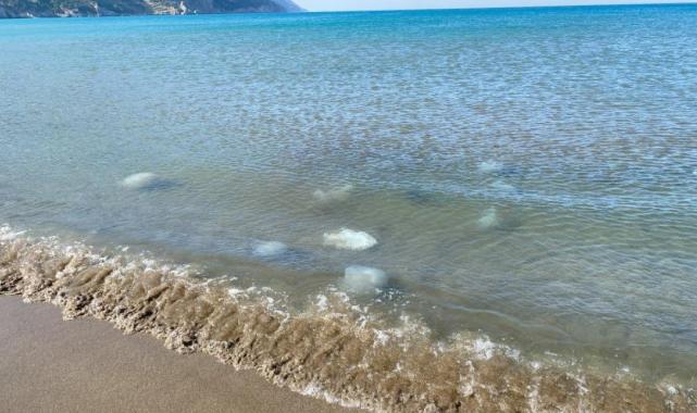 Akdeniz'de yüzlerce ölü denizanası sahili kapladı