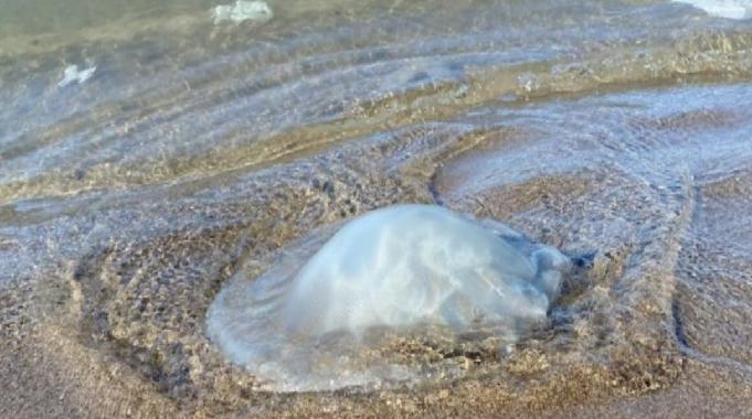 Akdeniz'de yüzlerce ölü denizanası sahili kapladı