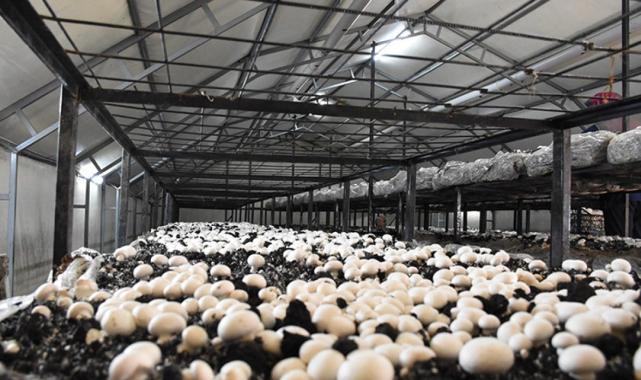 Aksaraylı kadın girişimci devletten destek aldı! Atıl araziyi tarıma kazandırdı