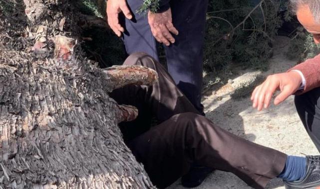 Burdur'da belediye başkan adayı ve oğlunun üzerine ağaç devrildi