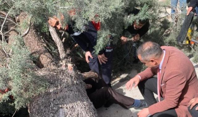 Burdur'da belediye başkan adayı ve oğlunun üzerine ağaç devrildi