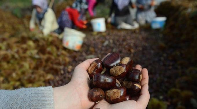 Bursa kestanesi coğrafi işaretli ürün oldu