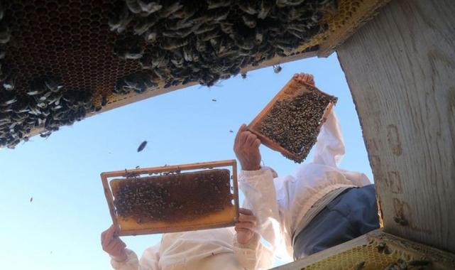 Doğu Karadeniz'den iki ayda 5,1 milyon dolarlık bal ihracatı