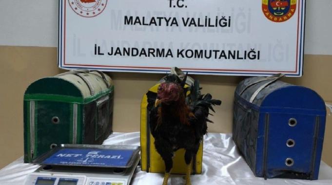 Malatya'da horoz dövüşçülerine operasyon! 72 bin 257 TL ceza uygulandı