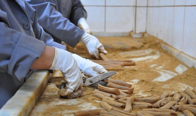 Manisa'da festival heyecanı: Mesir macunları geleneksel yöntemle hazırlanıyor