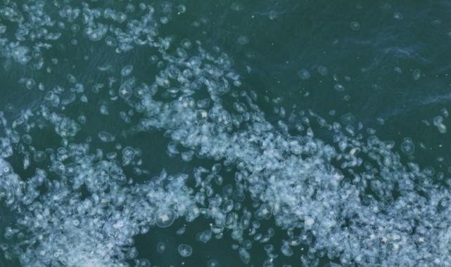 Marmara Denizi’nde denizanası istilası! Sebebi deniz kirliliği