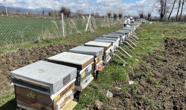 Mevsim değişikliği arıcılığa zarar verdi! Kış yaşanmayınca arıların ömrü kısaldı