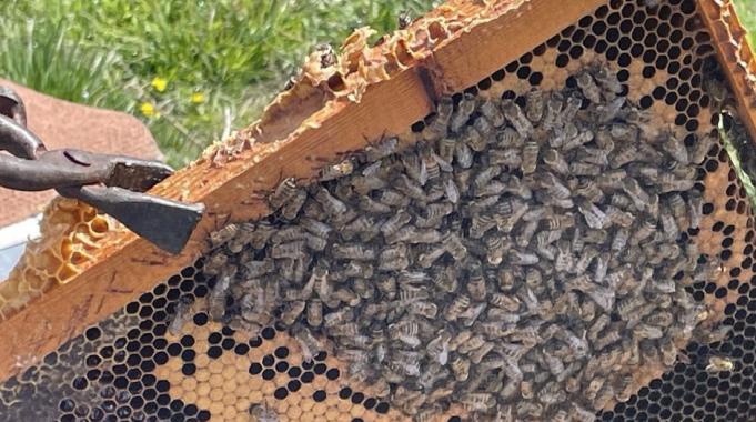 Mevsim değişikliği arıcılığa zarar verdi! Kış yaşanmayınca arıların ömrü kısaldı